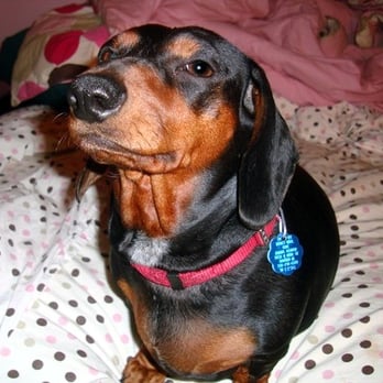 Erin's Pet Adventure, LLC. - Reese the great! - Dog Walkers Near Me - Virginia Beach, Virginia Erin's Pet Adventure, LLC. - Reese the great! - Dog Walkers Near Me - Virginia Beach, Virginia