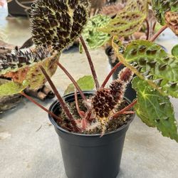 Begonia Ferox. I actually believe Françoise is low key responsible for them trending again!