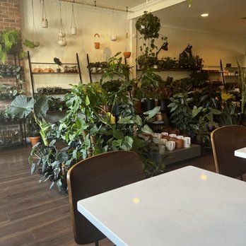 Safa Plant - View from the front window - Tea Rooms Near Me - Philadelphia, Pennsylvania