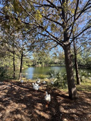Amelia Earhart Park by null