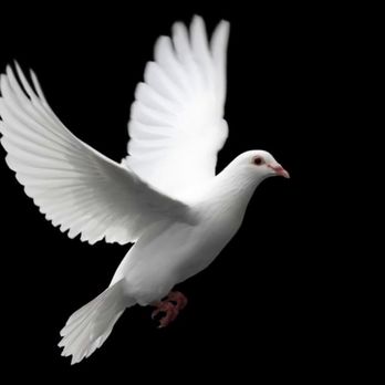 White Dove Cleaning Service - Home Cleaning Near Me - Monrovia, California White Dove Cleaning Service - Home Cleaning Near Me - Monrovia, California