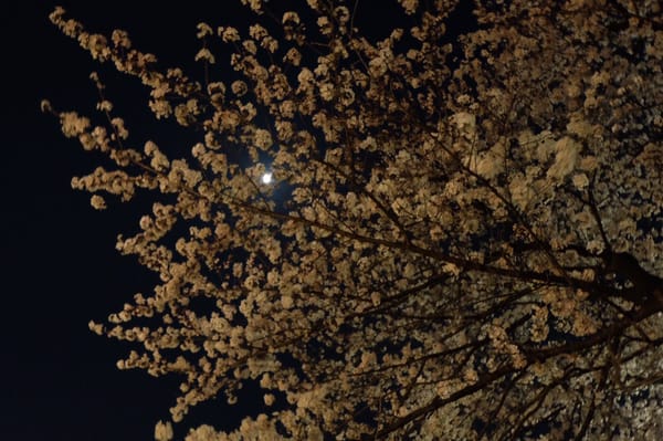 Kamon-yama Park by null