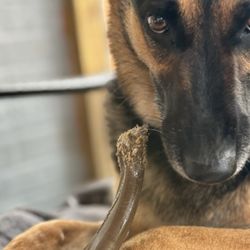 Silver Paw Pet Resort - Jaci