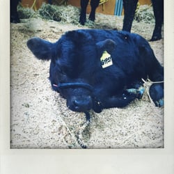 Royal Melbourne Show - Cow on show!