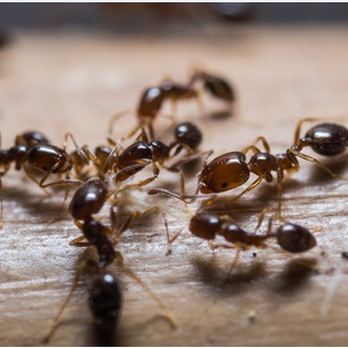 Pro Service Pest Control All - Pest Control Near Me - Springfield Garden, New York Pro Service Pest Control All - Pest Control Near Me - Springfield Garden, New York