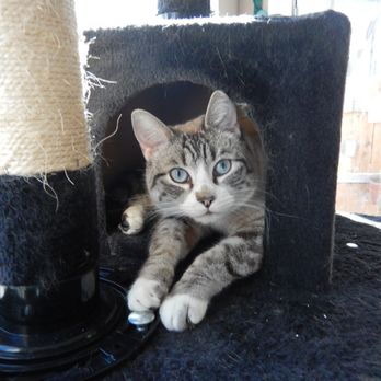 6 Whiskers - Veterinarians Near Me