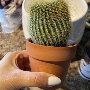Anga's Farm & Nursery - Cute cactus (George) - Nurseries & Gardening Near Me - Etobicoke, Ontario Anga's Farm & Nursery - Cute cactus (George) - Nurseries & Gardening Near Me - Etobicoke, Ontario