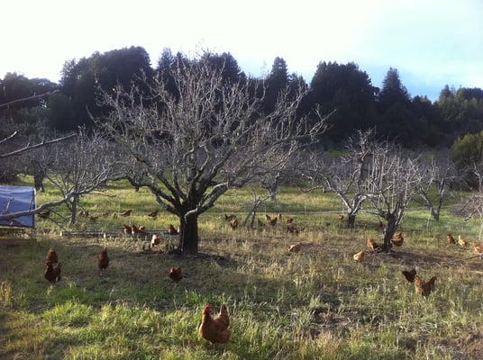 Fogline Farm by null