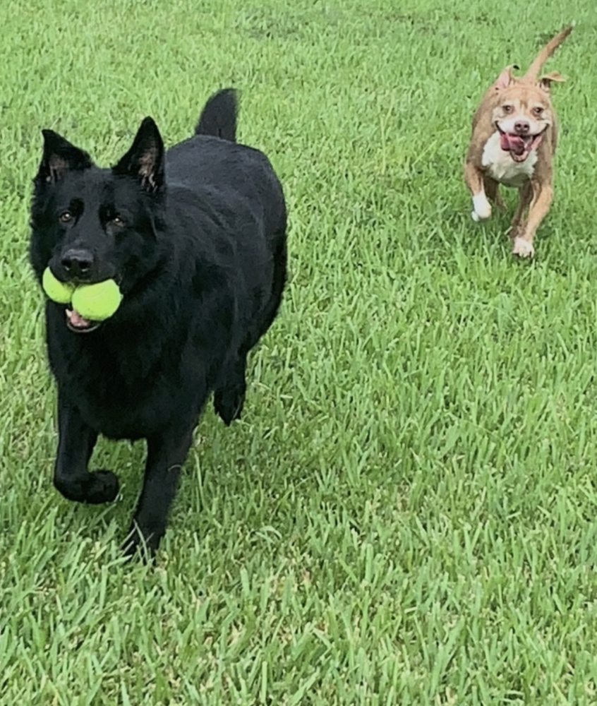 ALL PAWS ANIMAL CLINIC 39 Photos & 38 Reviews 1011 N State Rd 7