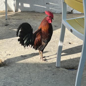 Seaside Cafe - Rooster - Pizza Near Me - Key West, Florida Seaside Cafe - Rooster - Pizza Near Me - Key West, Florida