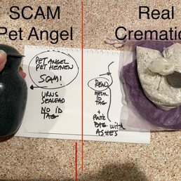 PET ANGEL SCAM PET ANGEL SCAM