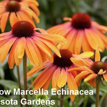 Minnesota Gardens - Nurseries & Gardening Near Me - Chaska, Minnesota Minnesota Gardens - Nurseries & Gardening Near Me - Chaska, Minnesota