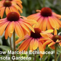 Minnesota Gardens