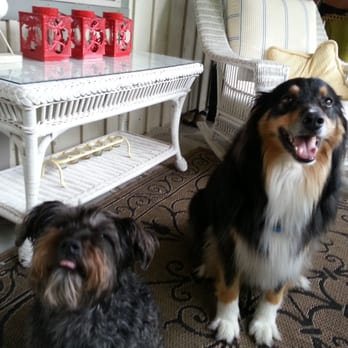 Poochini's Barkery - Waiting for treats - Pet Services Near Me - Newmarket, Ontario Poochini's Barkery - Waiting for treats - Pet Services Near Me - Newmarket, Ontario