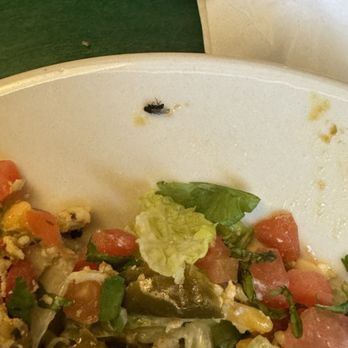Oregano's - Even closer view of the dead fly - Pizza Near Me - Phoenix, Arizona Oregano's - Even closer view of the dead fly - Pizza Near Me - Phoenix, Arizona