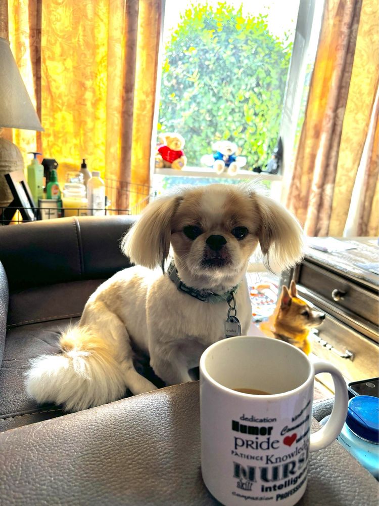 Photo inspiration: Groombuggy Mobile Dog Grooming Updated January 2025 Photo Inspiration