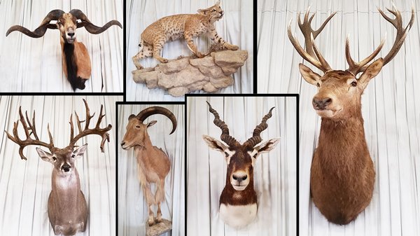 Webster's Auction Palace