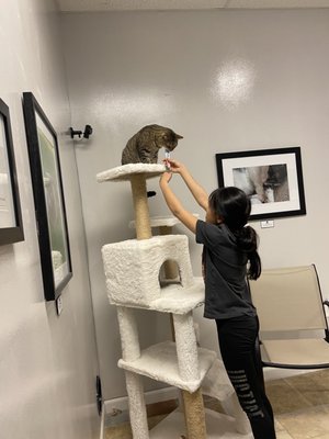 Kitty Cat Cafe and Adoption Lounge Inc by null