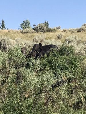 Bear Lake Golf Course by null