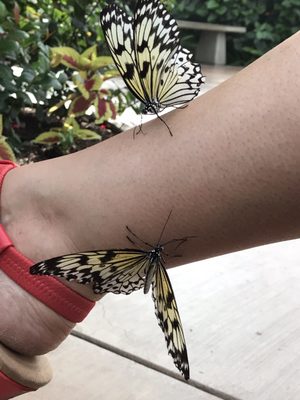 Butterfly Wonderland by null