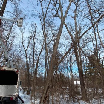 Bakers Tree Services - a tree being pruned - Tree Services Near Me