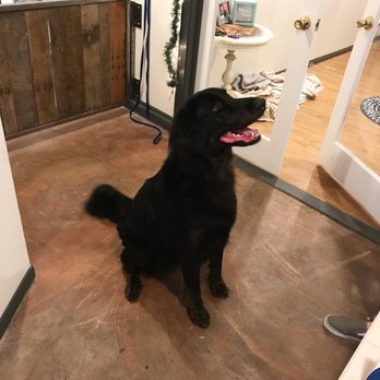 On Spot Pet Supply & Spa - This is a very fresh and clean Mountain Moose - Pet Groomers Near Me - Rimforest, California On Spot Pet Supply & Spa - This is a very fresh and clean Mountain Moose - Pet Groomers Near Me - Rimforest, California