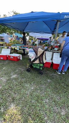 Tallahassee Farmers' Market by null
