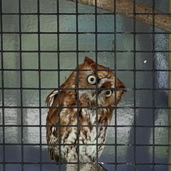 Wild Wings - owl