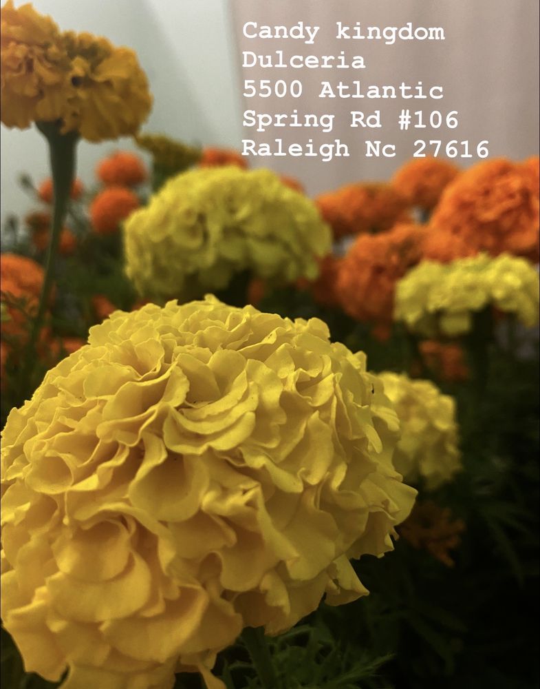 CANDY KINGDOM Updated August 2024 65 Photos 5500 Atlantic Spring