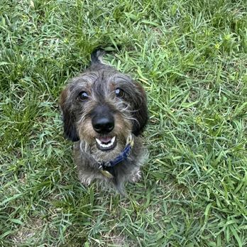 360 Animal Training and Behaviour - Program Grad 'Guinevere' sitting and focused outdoors - Pet Training Near Me 360 Animal Training and Behaviour - Program Grad 'Guinevere' sitting and focused outdoors - Pet Training Near Me
