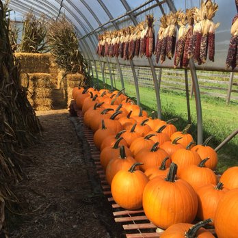 Howard's Apples Farm Market - rows of pumpkins - Farmers Market Near Me - Chagrin Falls, Ohio