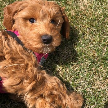 Gorgeous Doodles - Pet Services Near Me