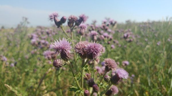 Nose Hill Park by null