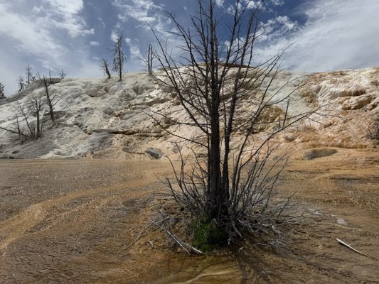 Mammoth Hot Springs by null