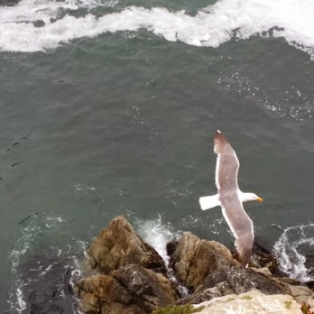 Sonoma Coast State Beach - Seagull gliding on the winds. - Parks Near Me - Bodega Bay, California Sonoma Coast State Beach - Seagull gliding on the winds. - Parks Near Me - Bodega Bay, California