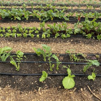 Raleigh City Farm - rows of plants growing in a greenhouse - Fruits & Veggies Near Me - Raleigh, North Carolina Raleigh City Farm - rows of plants growing in a greenhouse - Fruits & Veggies Near Me - Raleigh, North Carolina