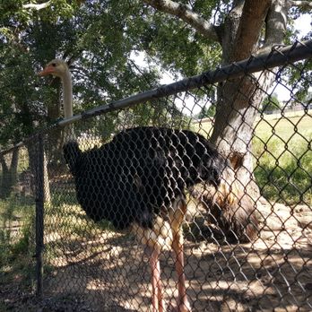 Noah's Ark Animal Sanctuary - Animal Shelters Near Me - Locust Grove, Georgia