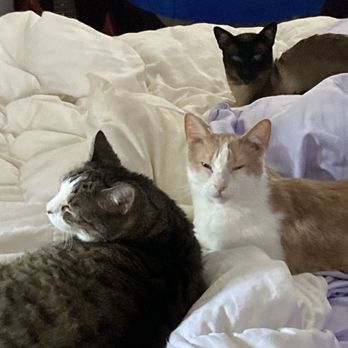 Advanced Veterinary Medical Imaging - Doing great with his brothers - Veterinarians Near Me - Tustin, California