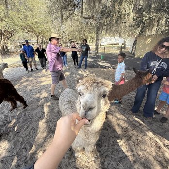 LunaSea Alpaca Farm - Attraction Farms Near Me - Clermont, Florida LunaSea Alpaca Farm - Attraction Farms Near Me - Clermont, Florida