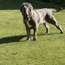 Alpine View Veterinary Clinic - Neapolitan Mastiff