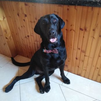 dog and cat hospital whittier blvd