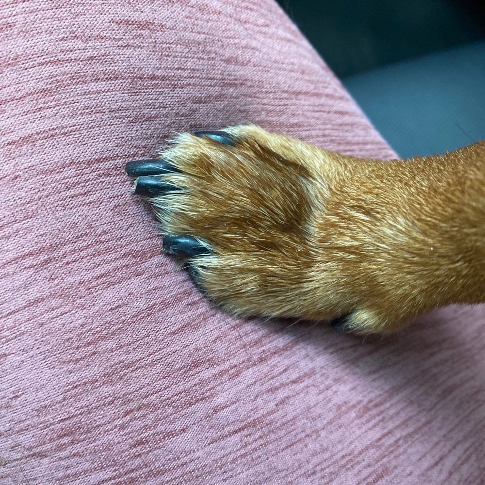 Nail trim! Nail trim!