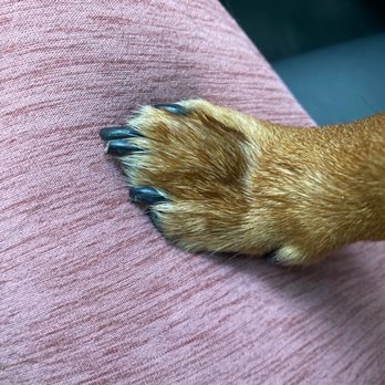 Love Your Pet - Nail trim! - Pet Groomers Near Me - Flower Mound, Texas Love Your Pet - Nail trim! - Pet Groomers Near Me - Flower Mound, Texas