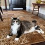 Photo of San Diego In-Home Pet Grooming