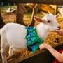 The BarnYard in Pace