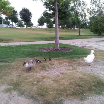 Mueller Lake Park - Four ducklings today - Playgrounds Near Me - Austin, Texas Mueller Lake Park - Four ducklings today - Playgrounds Near Me - Austin, Texas