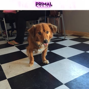 Primal Canine - Mike took this when we signed up. I didn't know he had, but when I went home and saw it on their Facebook page it made us feel very welcome! - Pet Training Near Me - Gilroy, California Primal Canine - Mike took this when we signed up. I didn't know he had, but when I went home and saw it on their Facebook page it made us feel very welcome! - Pet Training Near Me - Gilroy, California