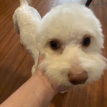 The Doggy Spa - Pet Groomers Near Me The Doggy Spa - Pet Groomers Near Me