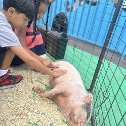 Rainbow Kids Academy - Summer Program - Petting Zoo Day!