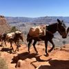 South Kaibab Trail gift card